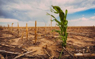 10 canzoni sul cambiamento climatico