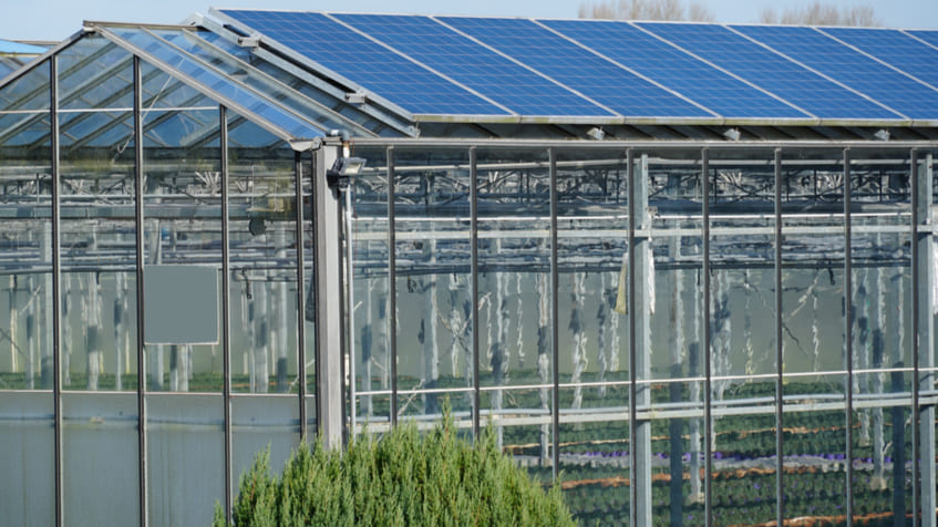 cosa coltivare in serra fotovoltaica