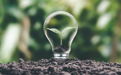 Come produrre energia elettrica dalle piante?