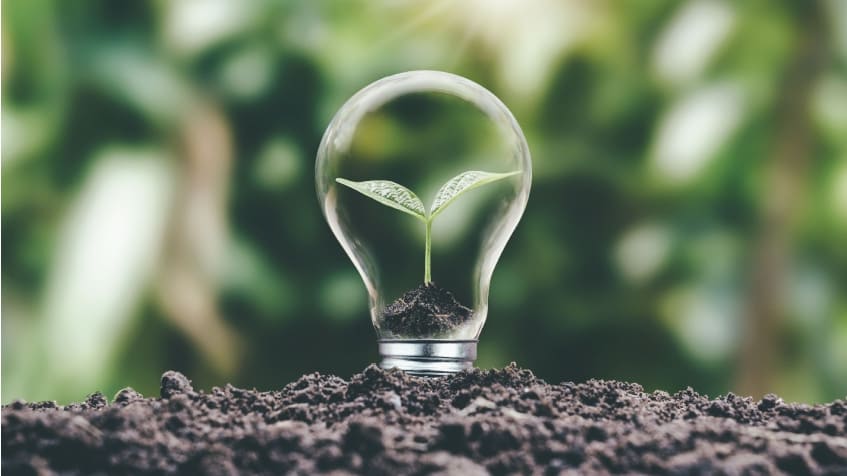 Come produrre energia elettrica dalle piante, energia pulita