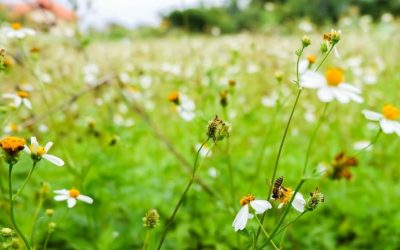 Giornata mondiale della natura: quando è e cosa fare