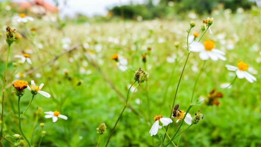 Giornata mondiale della natura, quando è? Biodiversità