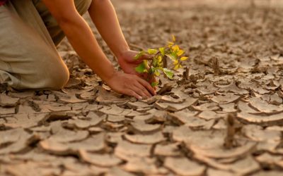Giornata mondiale dell’Ambiente: quando e come si festeggia